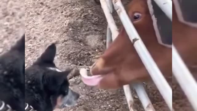 Funny Animal Videos