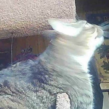 EA S95 - Cats in Training