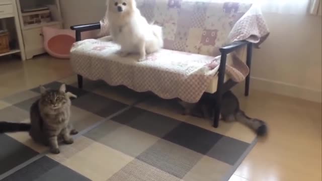 THE BEST FUNNY CAT VIDEOS › watching u