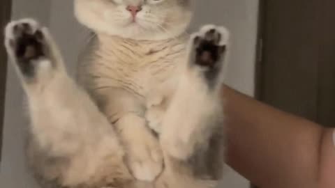 Such a cute kitten, I could hold it and play with it all day.