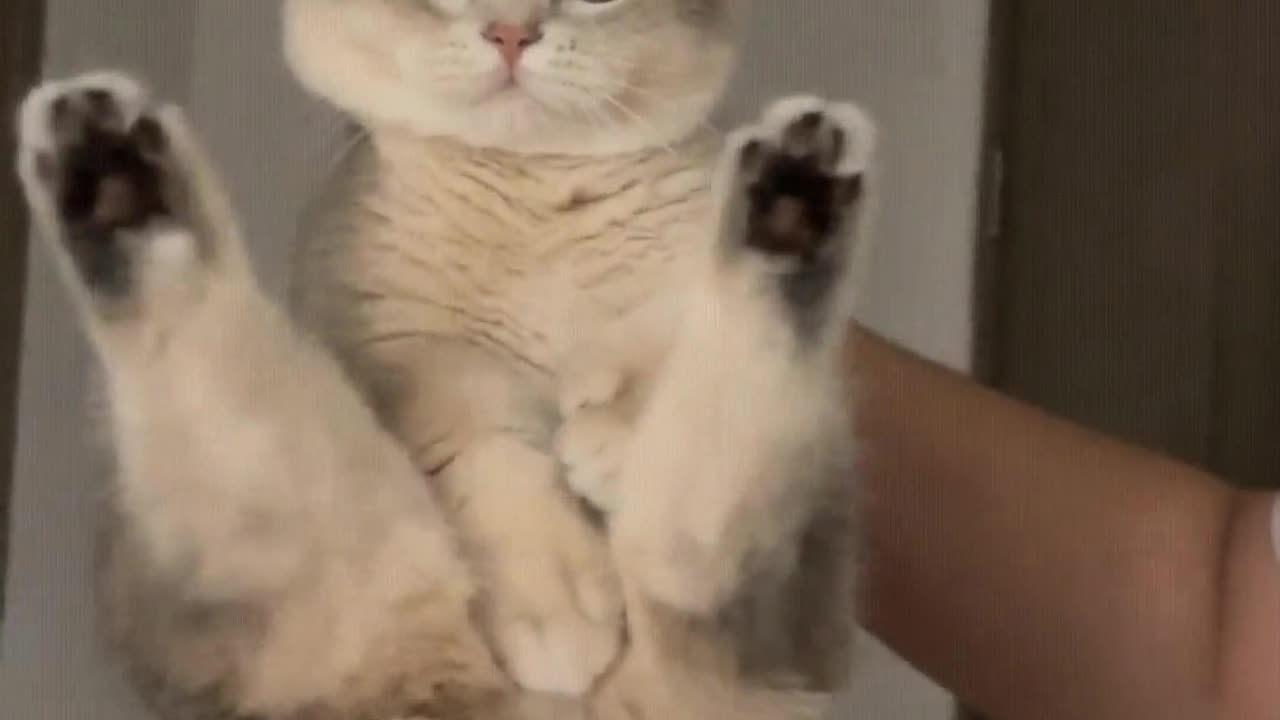 Such a cute kitten, I could hold it and play with it all day.