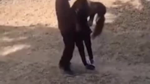 Οι "επενδυτές"