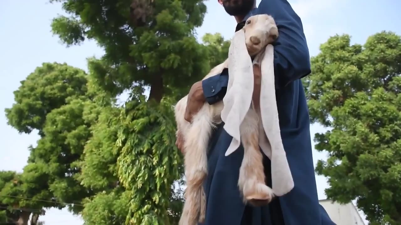 Simba The Goat with Extraordinarily Long Ears