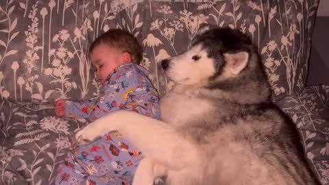 Baby REFUSES To Fall Asleep Without Her Husky Cuddling Her!!😭