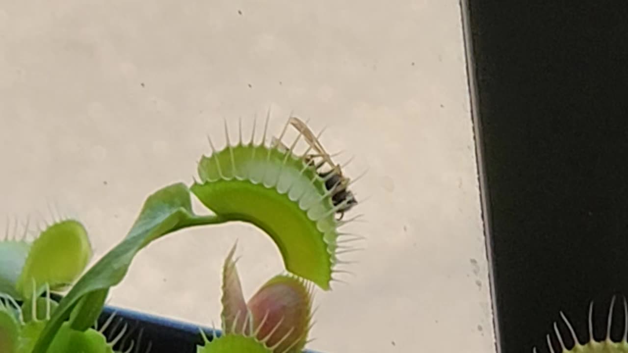 Venus Flytrap vs Wasp