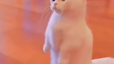 A little laugh with cats