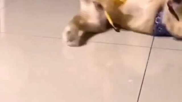 Comedy Dog || Dancing Dog
