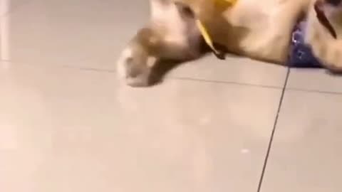 Comedy Dog || Dancing Dog