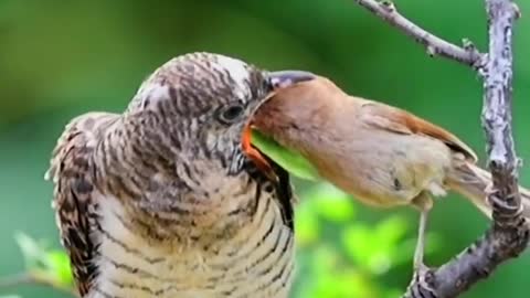Feed the baby bird fat, let the mother bird thin
