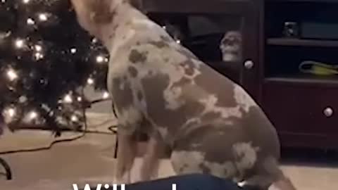 When the Christmas ornament isn't in the perfect spot!
