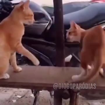 Cat vs cat funny