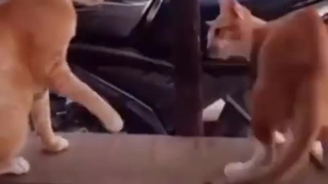 Cat vs cat funny