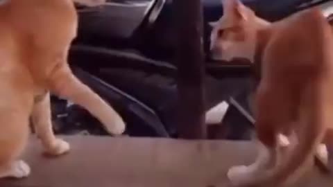 Cat vs cat funny