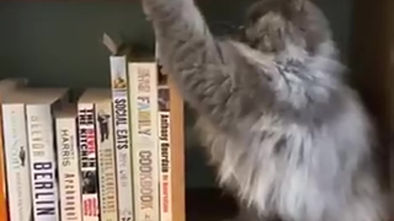 Cute and funny cat video