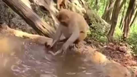 Mama monkey bathing him