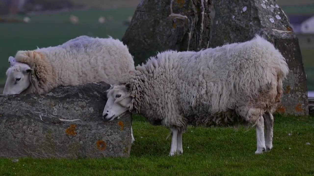 Sheep Animal | wild Animal Life | Animals video