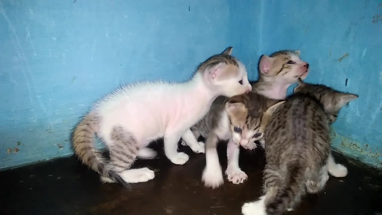 Cute kittens waiting for mamma