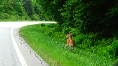 Deer Crossing