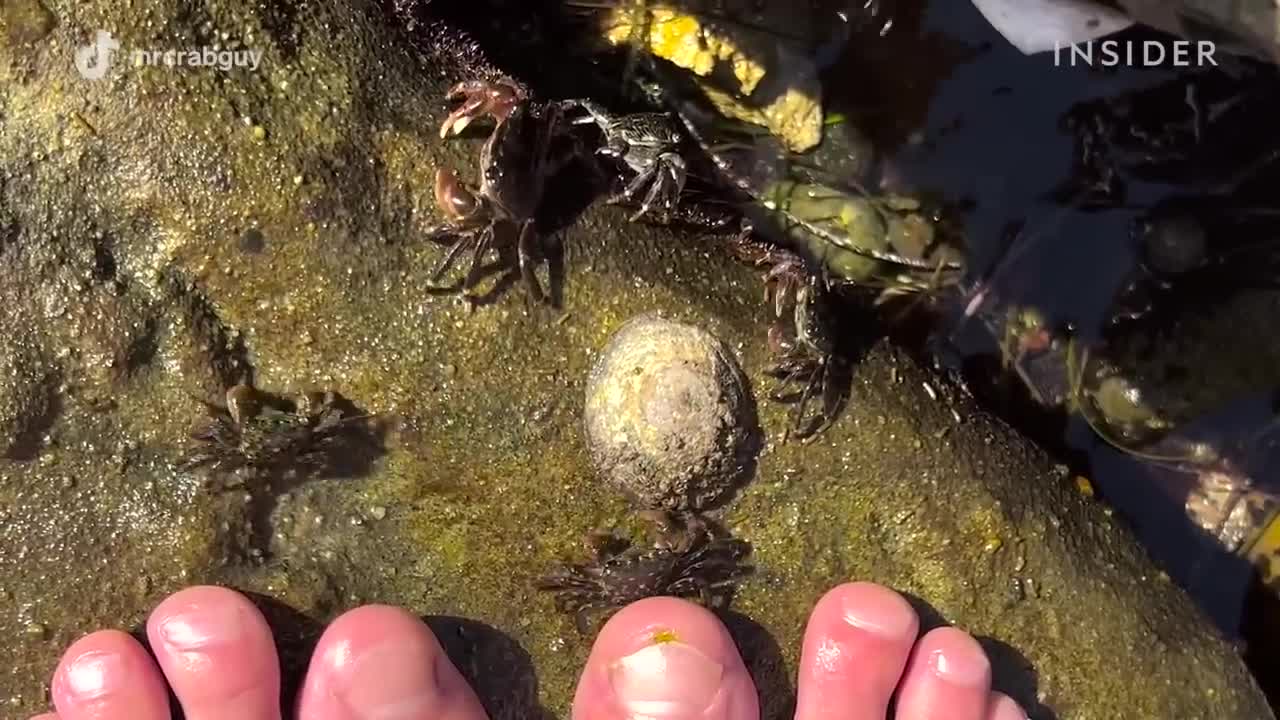 How Crabs Clean Dead Skin From Toes _ Deep Cleaned _ Insider