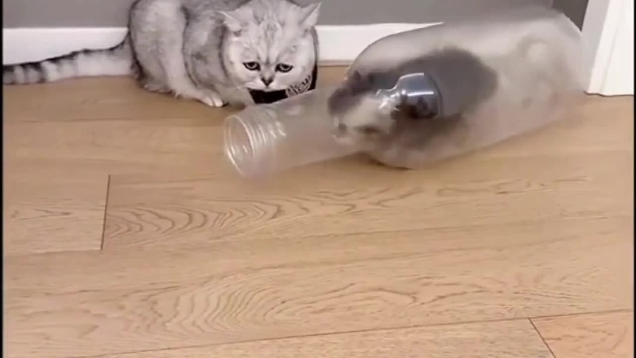 "Cuteness Overload: Funny Cat Videos That Will Make You Smile"