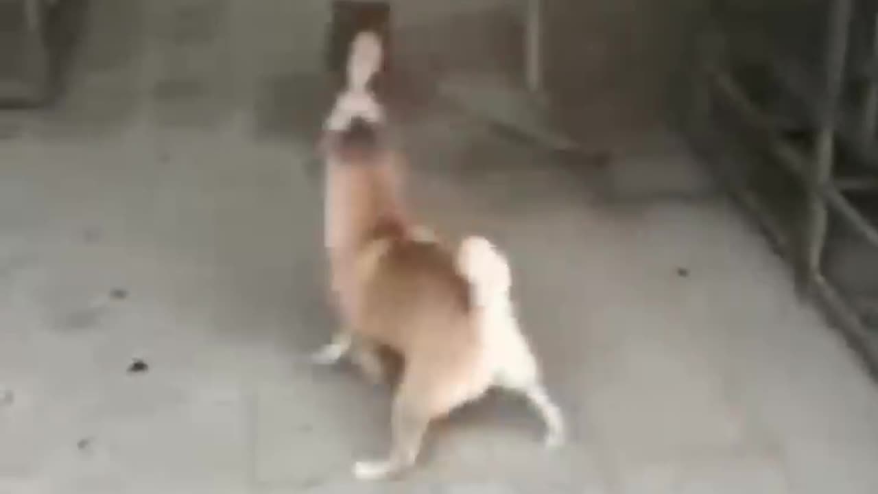 Funny dog and cat video 📷