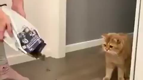 Even The Cat Is Confused