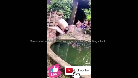 Funny Animal Videos of 2022