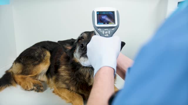 Veterinarian Examining Dog's Eye With Pupillometer