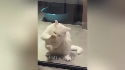 New_Funny_Animals_2023_Funniest_Cats_and_Dogs_Videos_Part 1