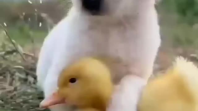 Cute little duckling and dog