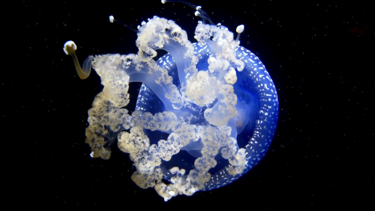 Mesmerizing Close-up of the Australian Spotted Jellyfish! 🌊🐚