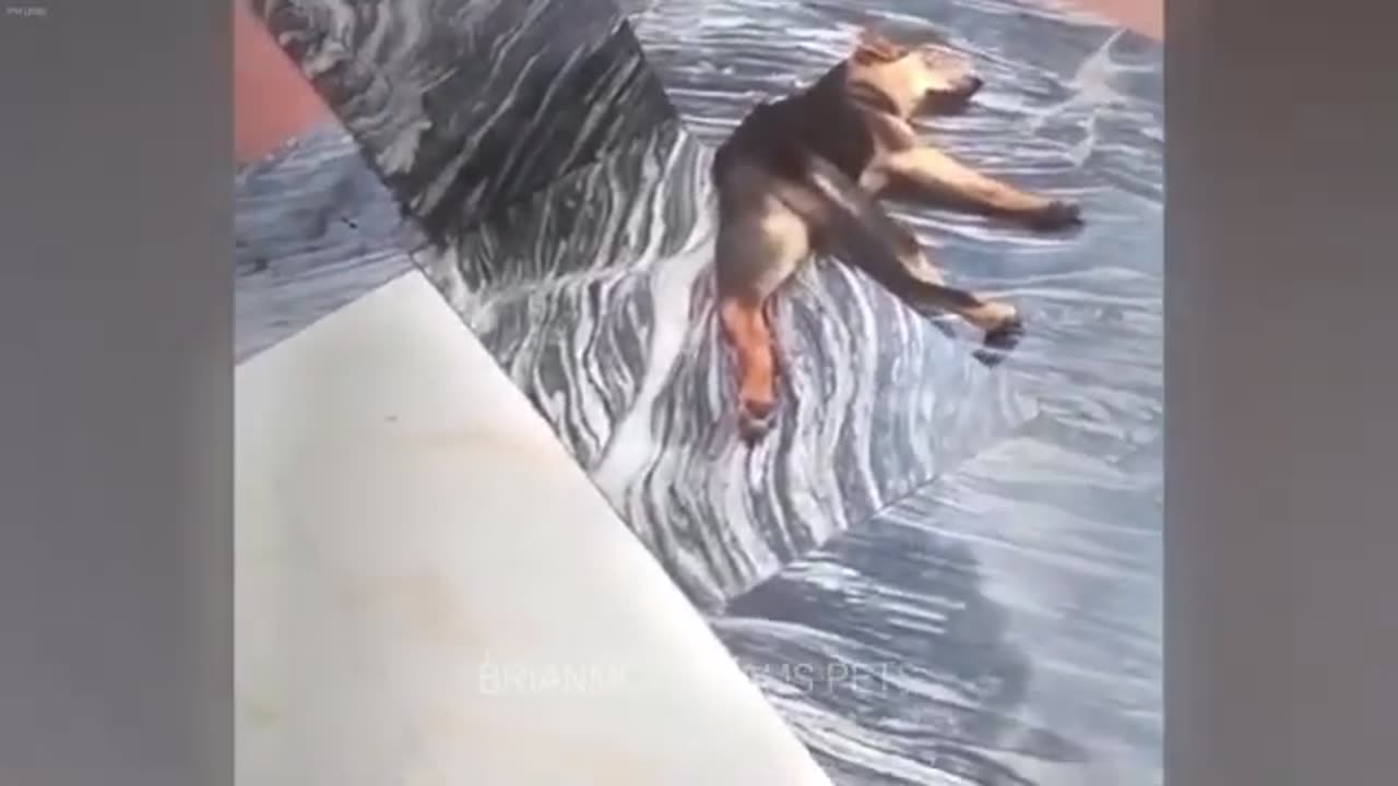 funniest cat video