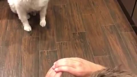 Funny dog video