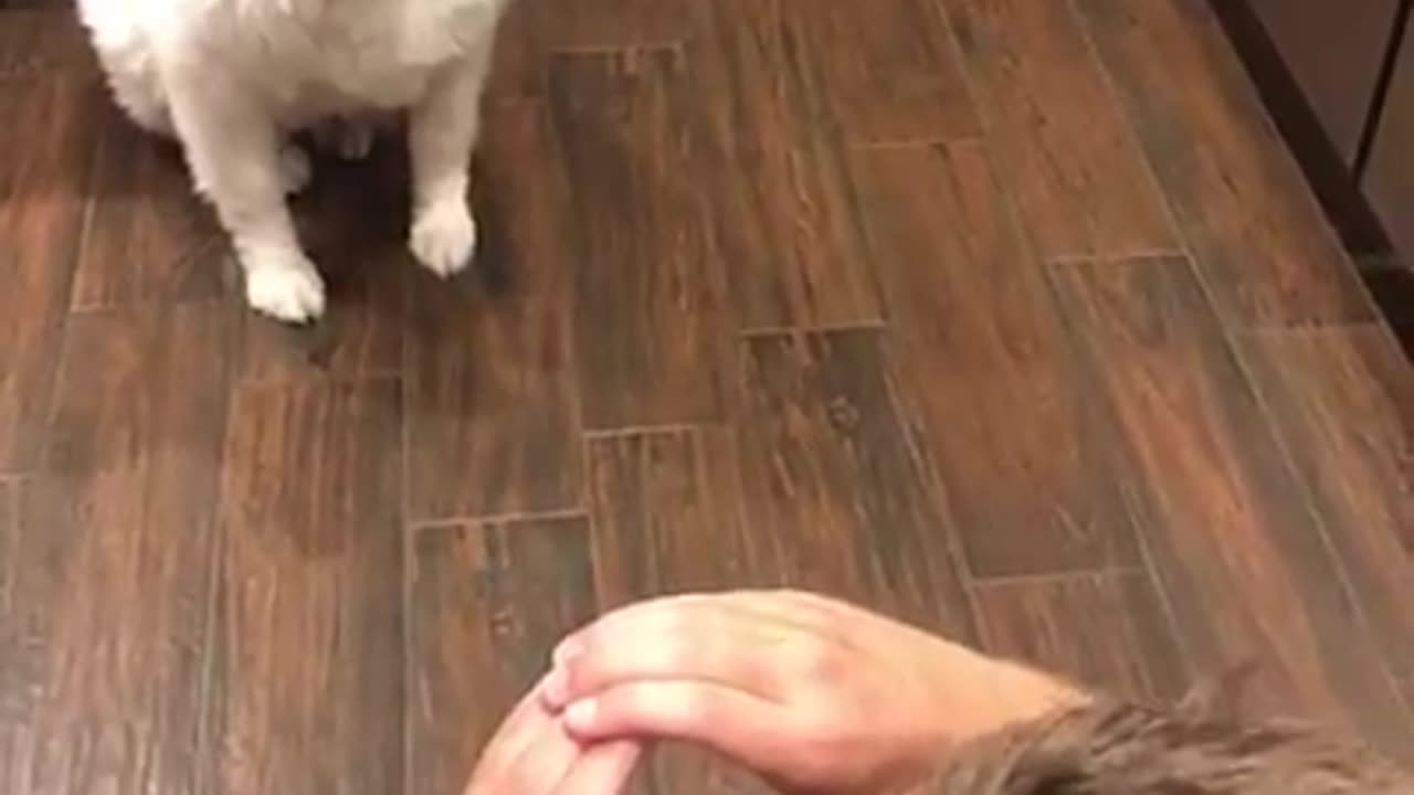 Funny dog video