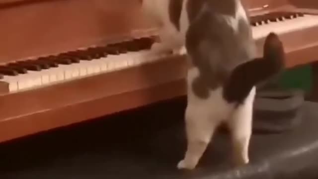 Cats playing the piano#funny cats video