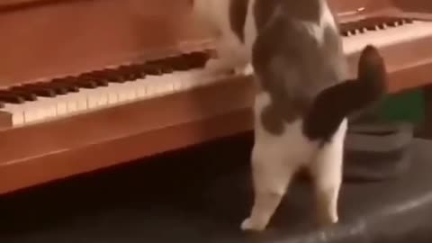 Cats playing the piano#funny cats video