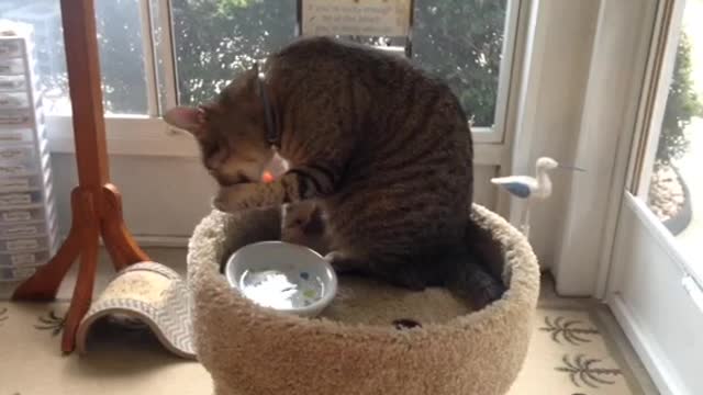 Funny cat drinking water!