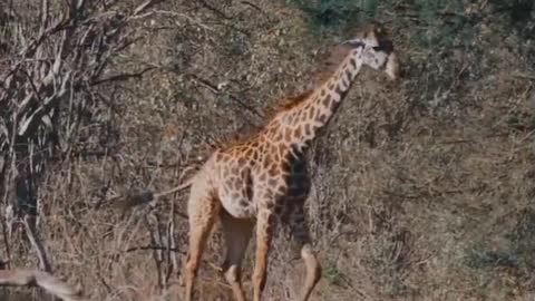 Girrafes in Africa