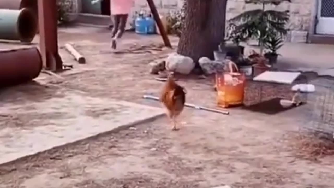 cock dog fight