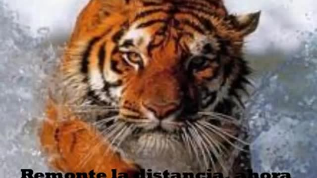 Eye Of The Tiger (ElSubtitulado al español_Cut