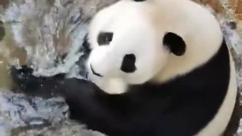 Panda's swimming time