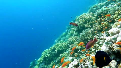 Underwater world of the red sea