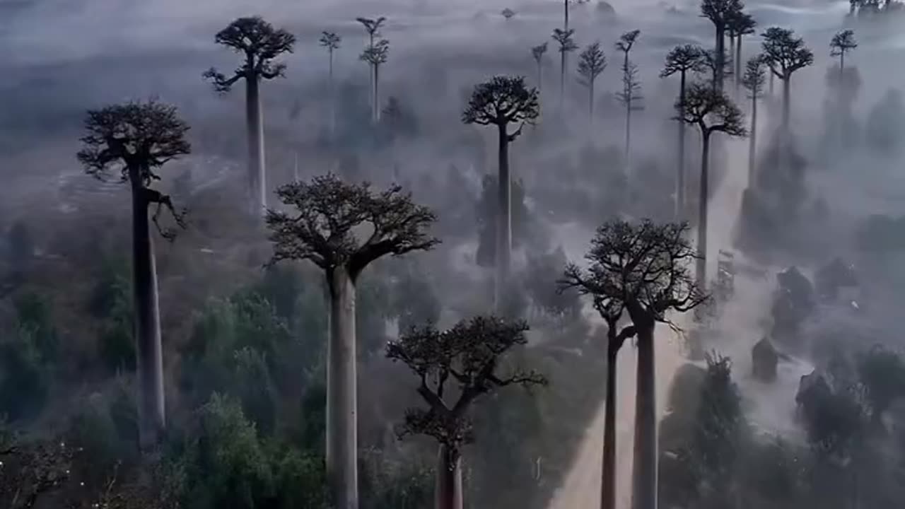 MADAGASCAR HAS BEEN ISOLATED FOR ABOUT 88 MILLION YEARS AND IS HOME TO AN ABUNDANCE OF PLANTS