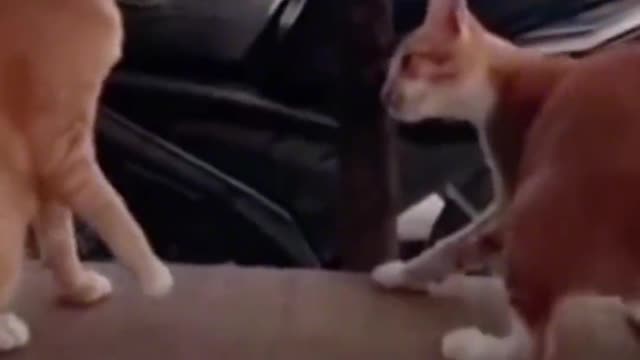 Funny cat video