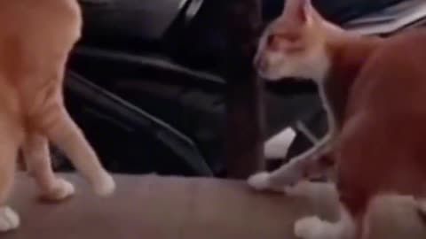 Funny cat video