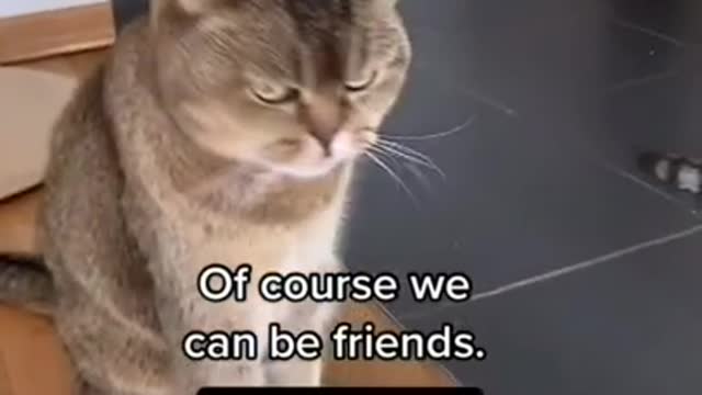 Just me #shorts#cats funny