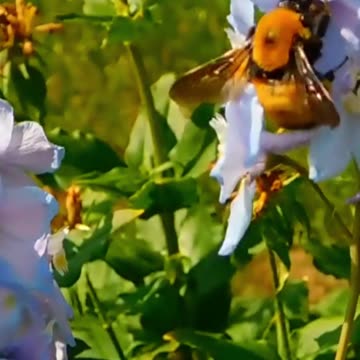 Escape the Stress: How Relaxing This Really Is! Volume 80 #echoplanet