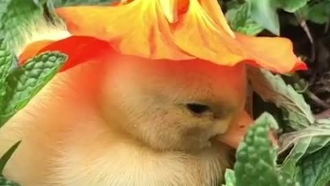 🦆🌼 Adorable duckling nods off when a flower is put on her head