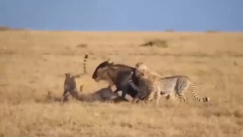 Hyena Suddenly Cooperates With Warthog To Attack Leopard To Save Baby Warthog - Great Movie S