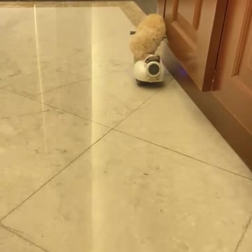 Hamster that can drive